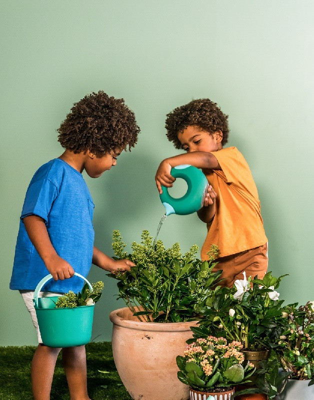 Cana Petit Jardin Vert